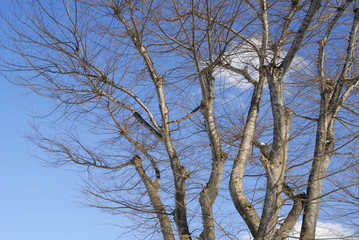 冬　木　空　素材