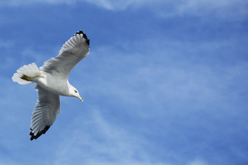 Seagull Flying