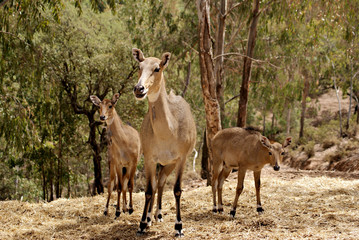 Hembra de antilope nilgo o nilgai tambien conocido como toro azul