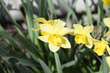 Spring flowering bulb plants in the flowerbed. Flowers daffodil yellow
