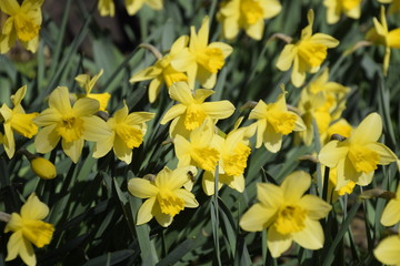 Fototapeta premium Spring flowering bulb plants in the flowerbed. Flowers daffodil yellow