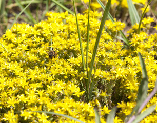 St. John's , closeup