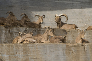 Fototapeta na wymiar Arrui o Muflon del Atlas tambien conocido como Barbary sheep