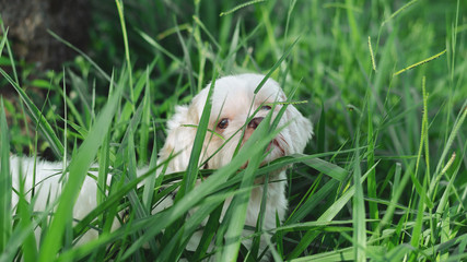 White dog trying to camouflage on green grass. Dog hiding behind the grass.