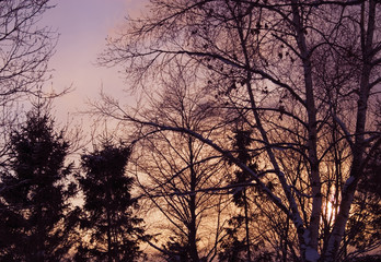 冬　木　夕暮れ　空　素材