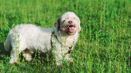 White dog happy on a field of green grass. Blank space of grass on side for text.