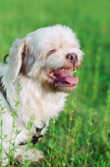 Portrait of a white dog happy on a field of green grass. Smiling dog with mouth open.