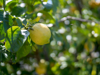 Ripe lemon hanging off of tree ready for harvest
