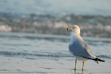 Bird Watching