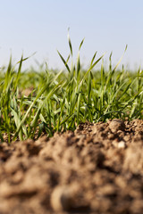 green wheat , closeup