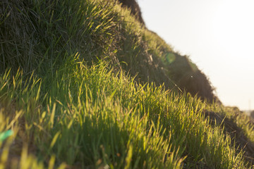 sprout wheat , closeup