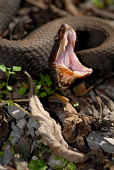 Cottonmouth defense Display