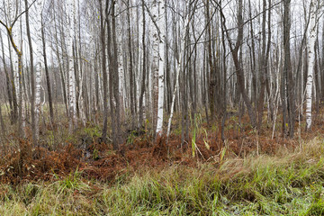 swamp and birch