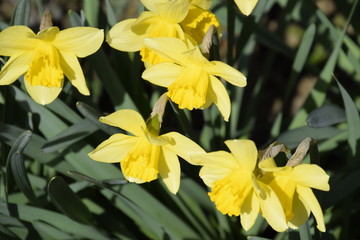 Spring flowering bulb plants in the flowerbed. Flowers daffodil yellow