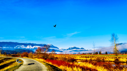 Winter colors of farmers' fields in Pitt Polder near Maple Ridge in the Fraser Valley of British...