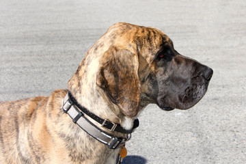 profile portrait of a brindle great dane with collar, street in background. Brindle great danes have golden brown coats and stripes of a tiger - obrazy, fototapety, plakaty