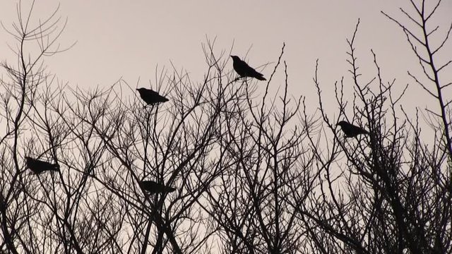 木にとまるカラス