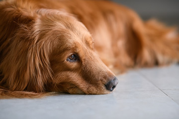 Cute golden retriever on the ground