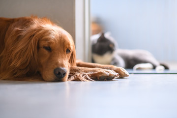 The Golden Retriever and the British short hair cat lying on the ground