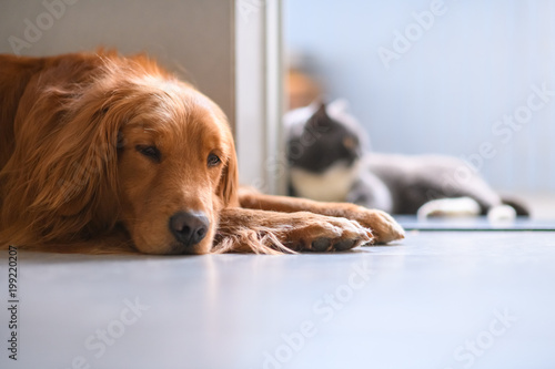 The Golden Retriever And The British Short Hair Cat Lying On The