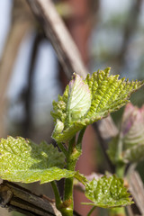 Fototapeta na wymiar grapes young leaf