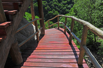Summer mountain forest landscape