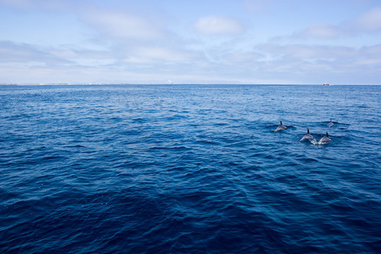 Playful dolphins swimming in open ocean waters near Ventura coast, Southern California
