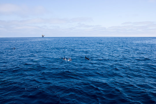 Dolphins swimming in  ocean waters near oil rig, Southern California