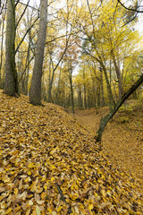 Obraz premium autumn maple