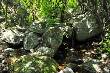 Summer mountain forest landscape