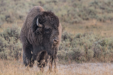 Large Male Bison Looks Right