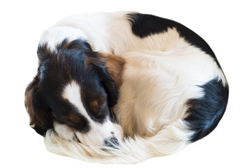 tricolor australian shepherd in puppy day isolate on background,front view , technical cost-up.clipping path
