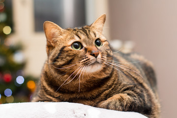 Naklejka premium Chat