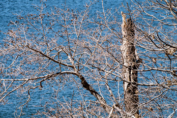 Winter Tree At Lake Arrowhead With Dieing Trunk And Intricate Weave Of Branches