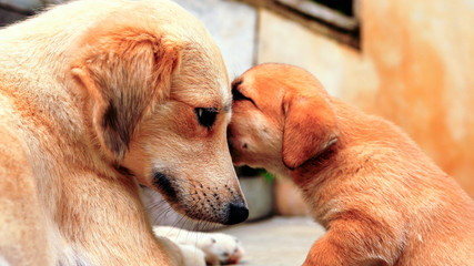 Pet feeding