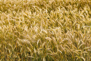 Ears of wheat