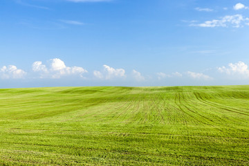 Obraz premium Green wheat field