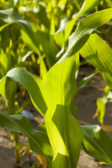sweet corn foliage
