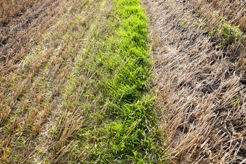 sprouted green sprouts