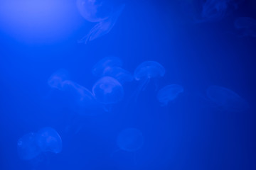 Group of Jellyfish Aurelia aurita for background