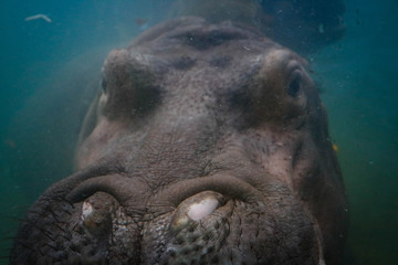 hippo