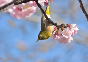 桜の花の中に野鳥のメジロ　
