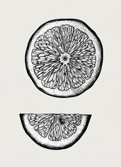 Hand drawn slice of lemon