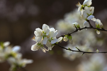 Apricot flowers blooming