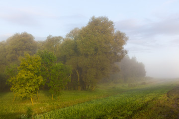 Fototapeta premium forest in fog