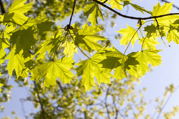 fresh maple leaves