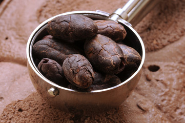 Theobroma cacao Kakaowiec شجرة właściwy Gelato al עץ cioccolato كاكاو Kakao カカオ קקאו