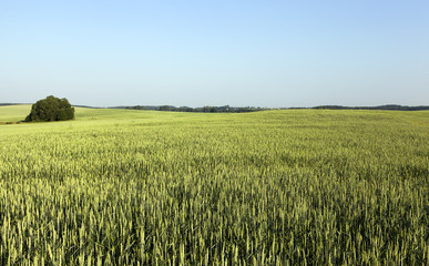 green wheat field