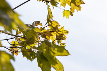 green leaves of a maple