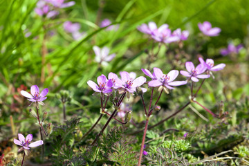 Fototapeta premium Blossom violet flowers